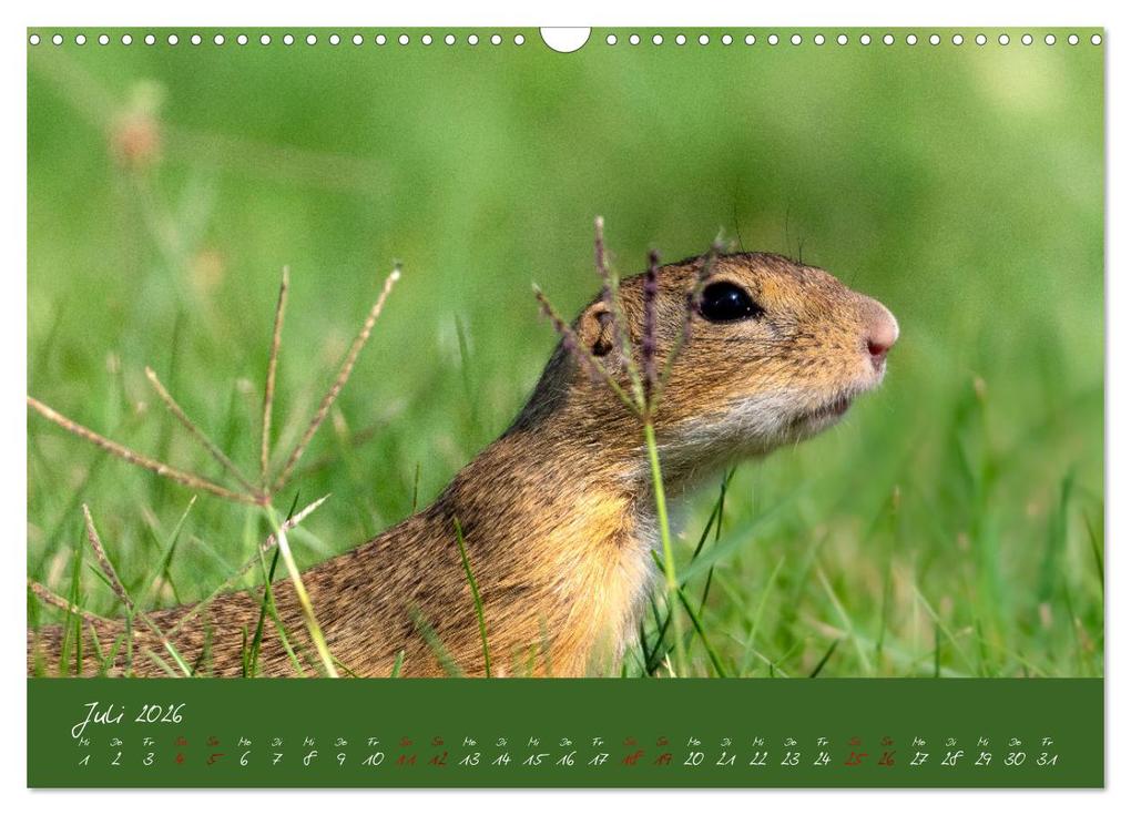 Weitere Ansicht: Ziesel auf Augenhöhe (Wandkalender 2026 DIN A3 quer), CALVENDO Monatskalender | MoNo-Foto MoNo-Foto, Calvendo, MoNo-Foto