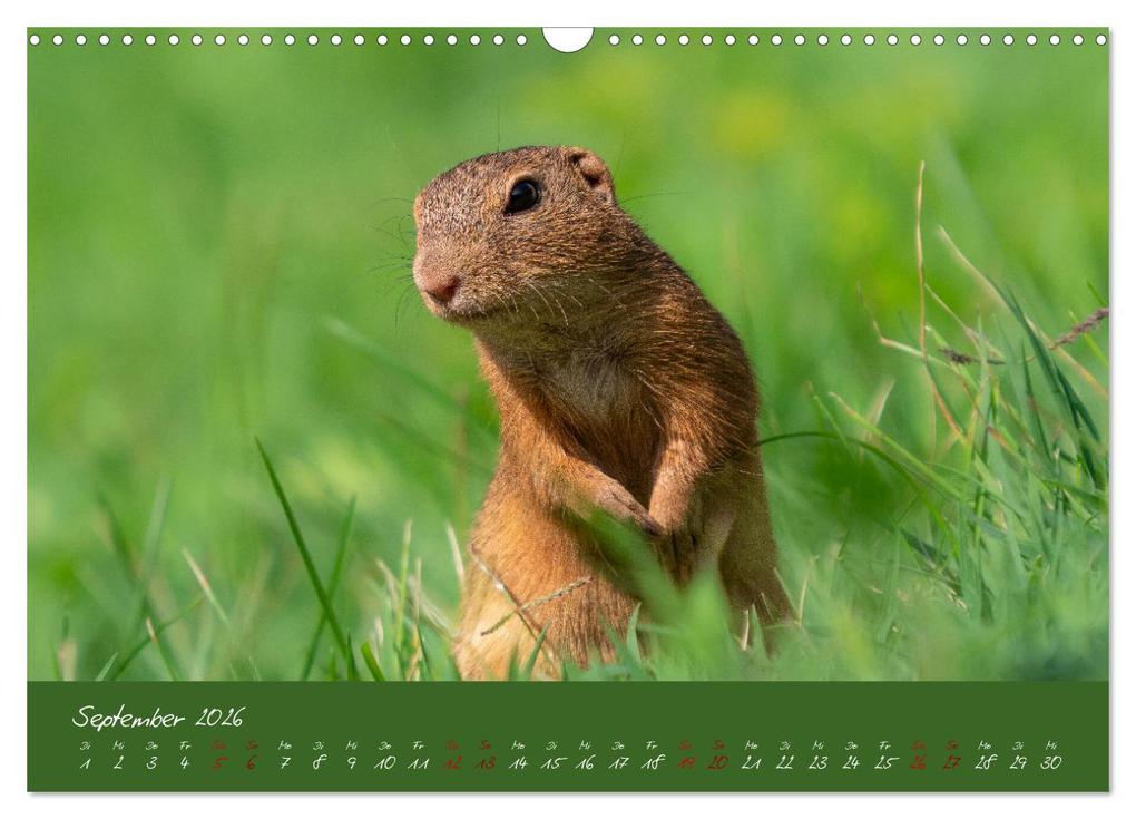 Weitere Ansicht: Ziesel auf Augenhöhe (Wandkalender 2026 DIN A3 quer), CALVENDO Monatskalender | MoNo-Foto MoNo-Foto, Calvendo, MoNo-Foto