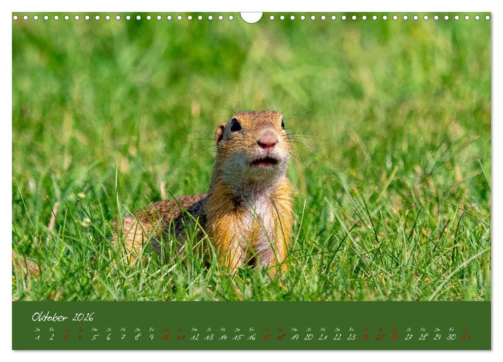 Weitere Ansicht: Ziesel auf Augenhöhe (Wandkalender 2026 DIN A3 quer), CALVENDO Monatskalender | MoNo-Foto MoNo-Foto, Calvendo, MoNo-Foto