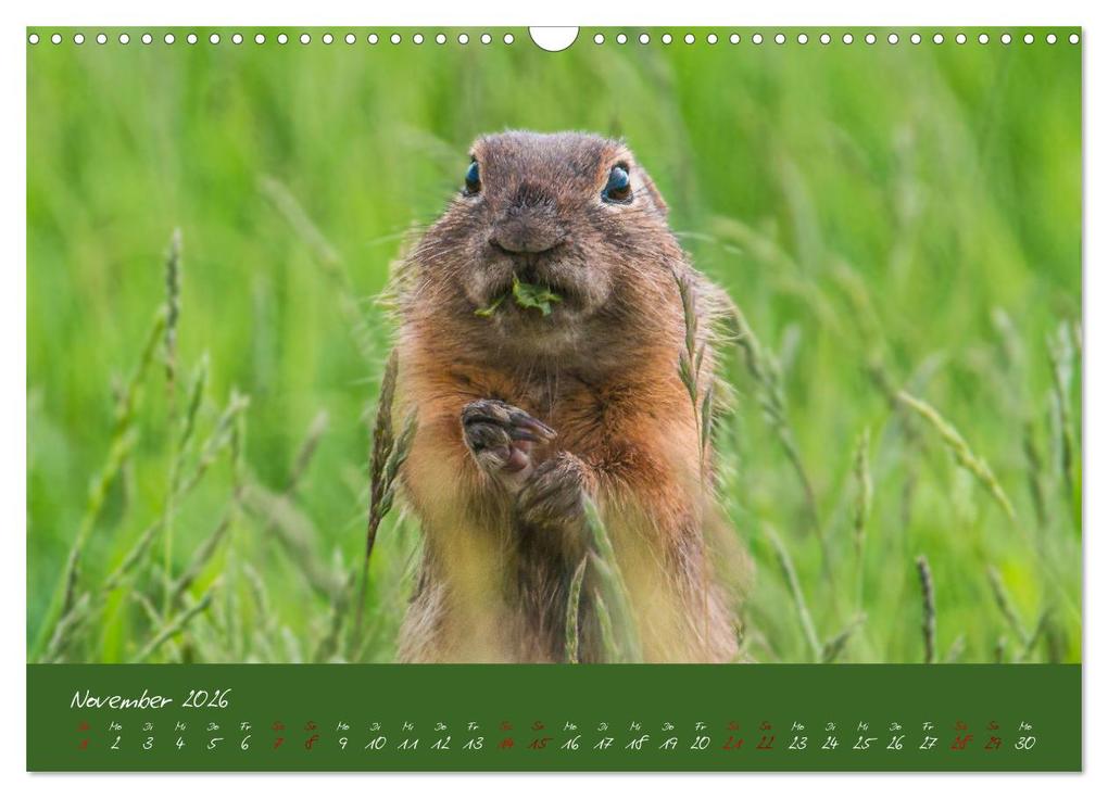 Weitere Ansicht: Ziesel auf Augenhöhe (Wandkalender 2026 DIN A3 quer), CALVENDO Monatskalender | MoNo-Foto MoNo-Foto, Calvendo, MoNo-Foto