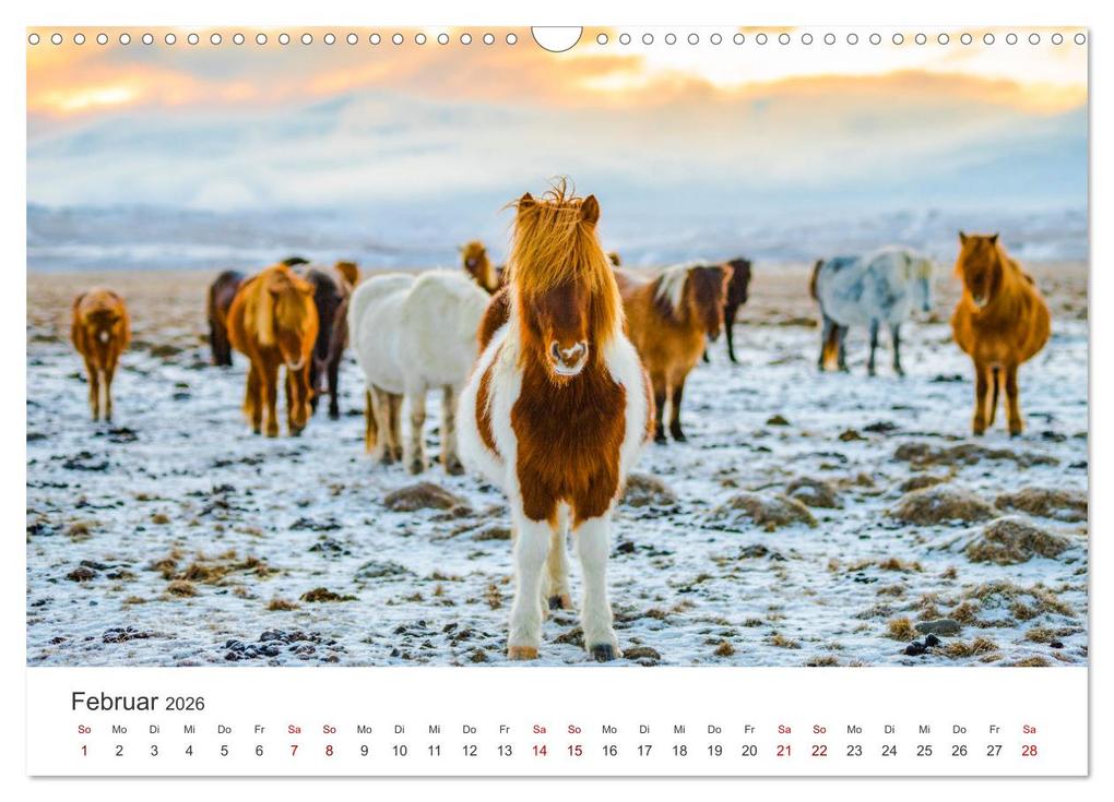 Weitere Ansicht: Islandpferde - Die süßen Pferde im Norden. (Wandkalender 2026 DIN A3 quer), CALVENDO Monatskalender | Calvendo, M. Scott