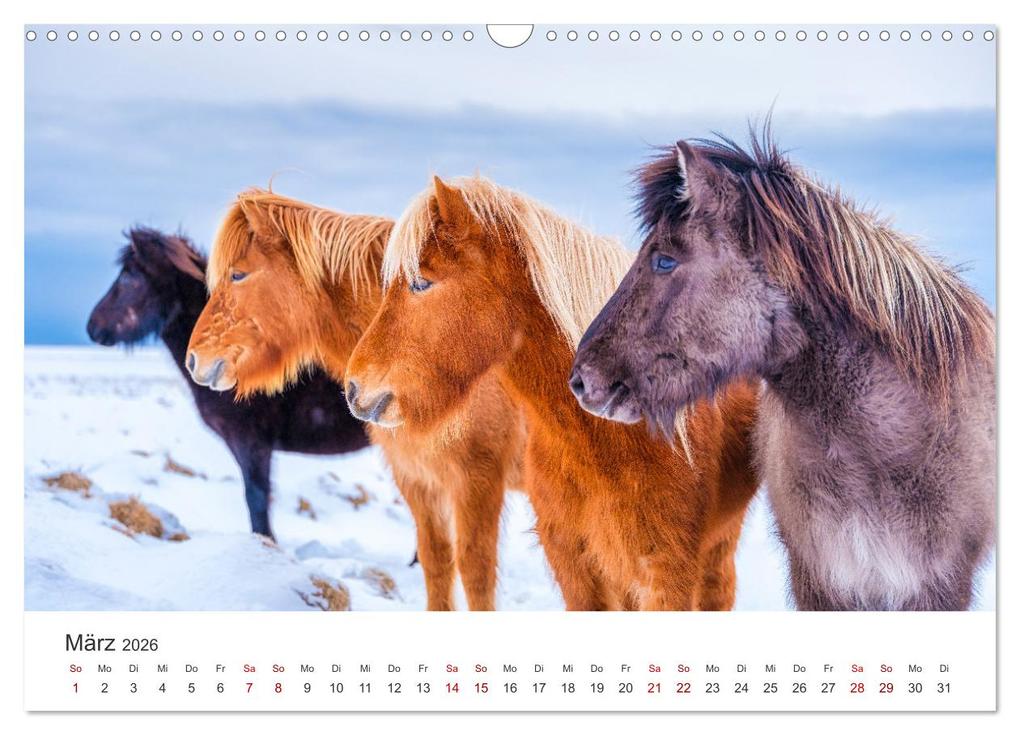 Weitere Ansicht: Islandpferde - Die süßen Pferde im Norden. (Wandkalender 2026 DIN A3 quer), CALVENDO Monatskalender | Calvendo, M. Scott