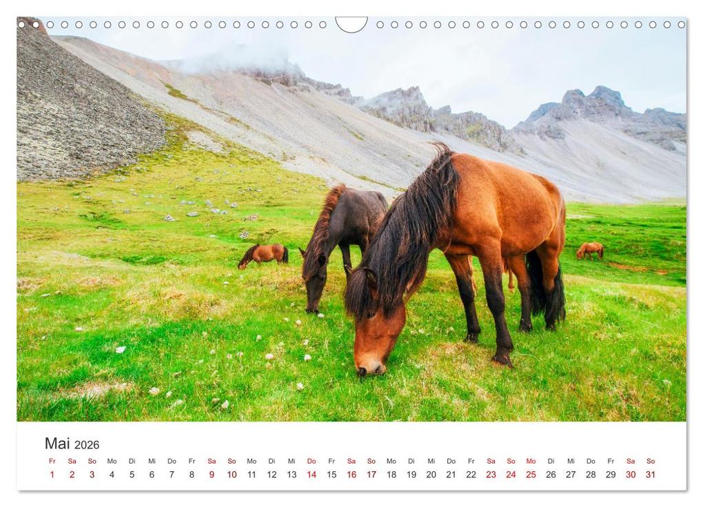 Weitere Ansicht: Islandpferde - Die süßen Pferde im Norden. (Wandkalender 2026 DIN A3 quer), CALVENDO Monatskalender | Calvendo, M. Scott