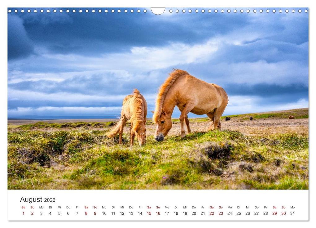 Weitere Ansicht: Islandpferde - Die süßen Pferde im Norden. (Wandkalender 2026 DIN A3 quer), CALVENDO Monatskalender | Calvendo, M. Scott