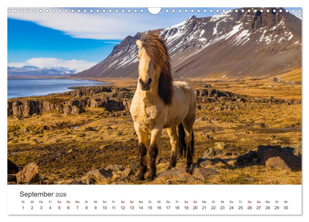 Weitere Ansicht: Islandpferde - Die süßen Pferde im Norden. (Wandkalender 2026 DIN A3 quer), CALVENDO Monatskalender | Calvendo, M. Scott