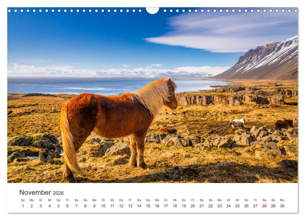 Weitere Ansicht: Islandpferde - Die süßen Pferde im Norden. (Wandkalender 2026 DIN A3 quer), CALVENDO Monatskalender | Calvendo, M. Scott