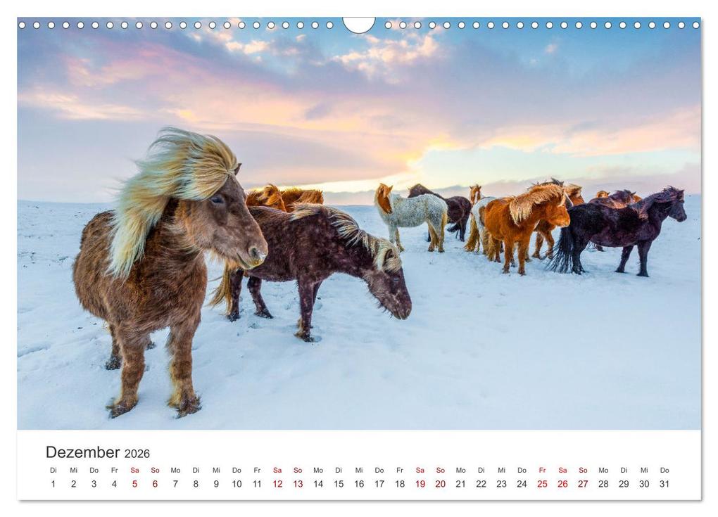 Weitere Ansicht: Islandpferde - Die süßen Pferde im Norden. (Wandkalender 2026 DIN A3 quer), CALVENDO Monatskalender | Calvendo, M. Scott