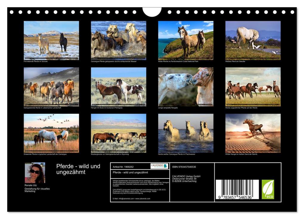 Weitere Ansicht: Pferde - wild und ungezähmt (Wandkalender 2026 DIN A4 quer), CALVENDO Monatskalender | Calvendo, Renate Utz