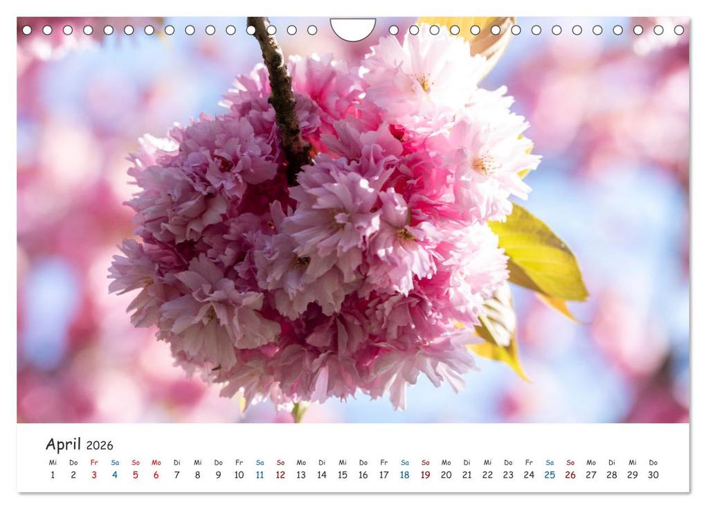 Weitere Ansicht: Typisch Magdeburg (Wandkalender 2026 DIN A4 quer), CALVENDO Monatskalender | Calvendo, Stephan Schulz