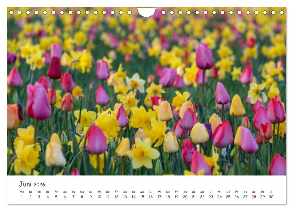 Weitere Ansicht: Typisch Magdeburg (Wandkalender 2026 DIN A4 quer), CALVENDO Monatskalender | Calvendo, Stephan Schulz