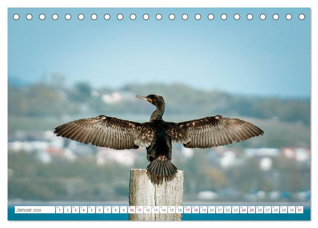 Weitere Ansicht: Vogelwelt am Bodensee 2026 (Tischkalender 2026 DIN A5 quer), CALVENDO Monatskalender | Calvendo, Ralf kaufmann Fotos