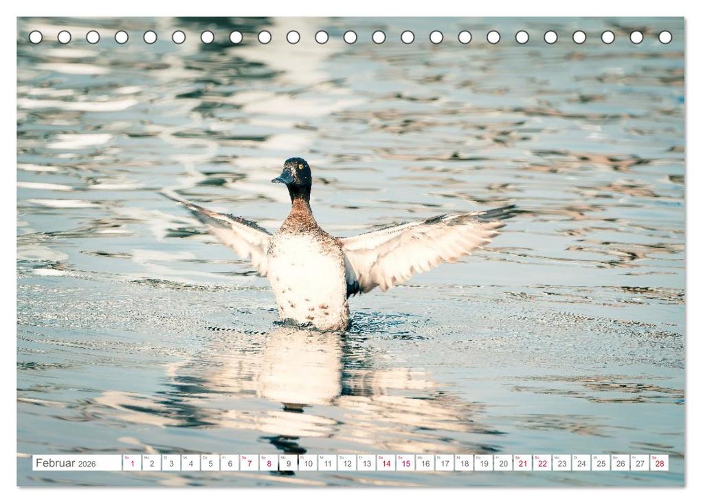 Weitere Ansicht: Vogelwelt am Bodensee 2026 (Tischkalender 2026 DIN A5 quer), CALVENDO Monatskalender | Calvendo, Ralf kaufmann Fotos