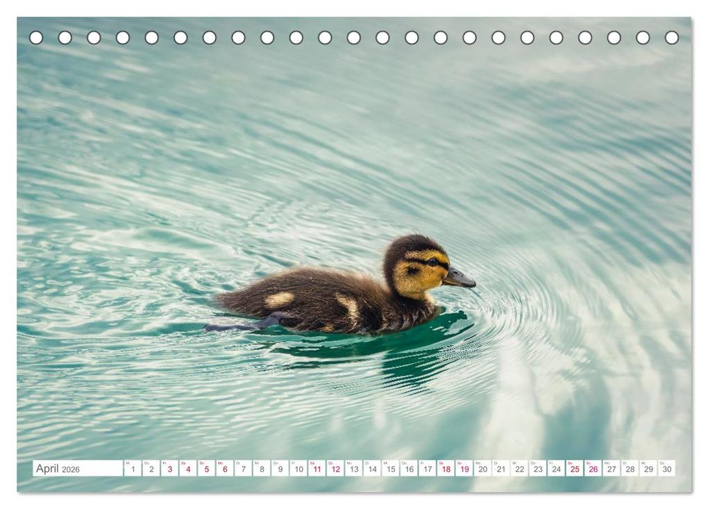 Weitere Ansicht: Vogelwelt am Bodensee 2026 (Tischkalender 2026 DIN A5 quer), CALVENDO Monatskalender | Calvendo, Ralf kaufmann Fotos