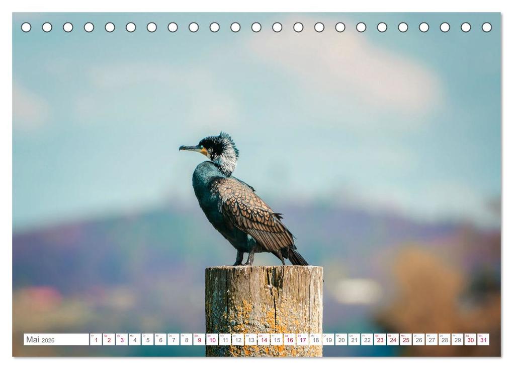 Weitere Ansicht: Vogelwelt am Bodensee 2026 (Tischkalender 2026 DIN A5 quer), CALVENDO Monatskalender | Calvendo, Ralf kaufmann Fotos
