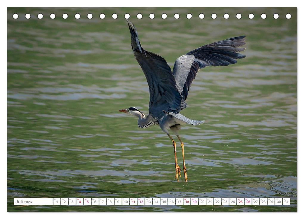 Weitere Ansicht: Vogelwelt am Bodensee 2026 (Tischkalender 2026 DIN A5 quer), CALVENDO Monatskalender | Calvendo, Ralf kaufmann Fotos