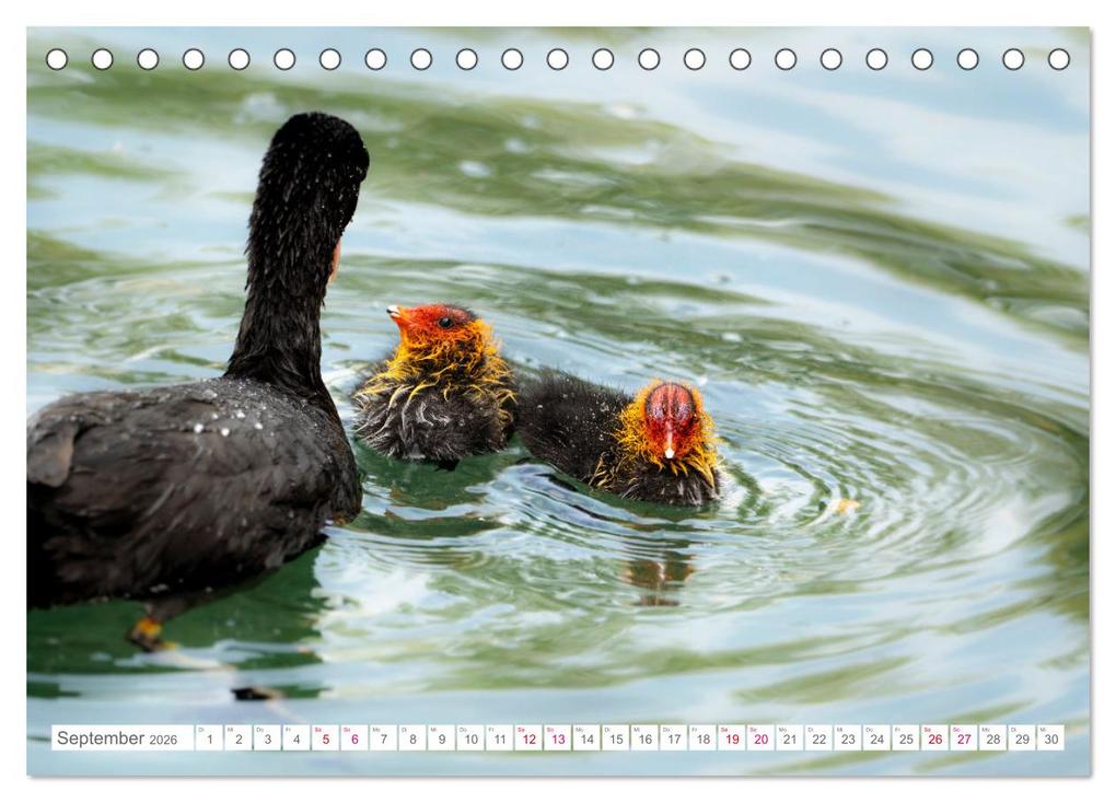Weitere Ansicht: Vogelwelt am Bodensee 2026 (Tischkalender 2026 DIN A5 quer), CALVENDO Monatskalender | Calvendo, Ralf kaufmann Fotos