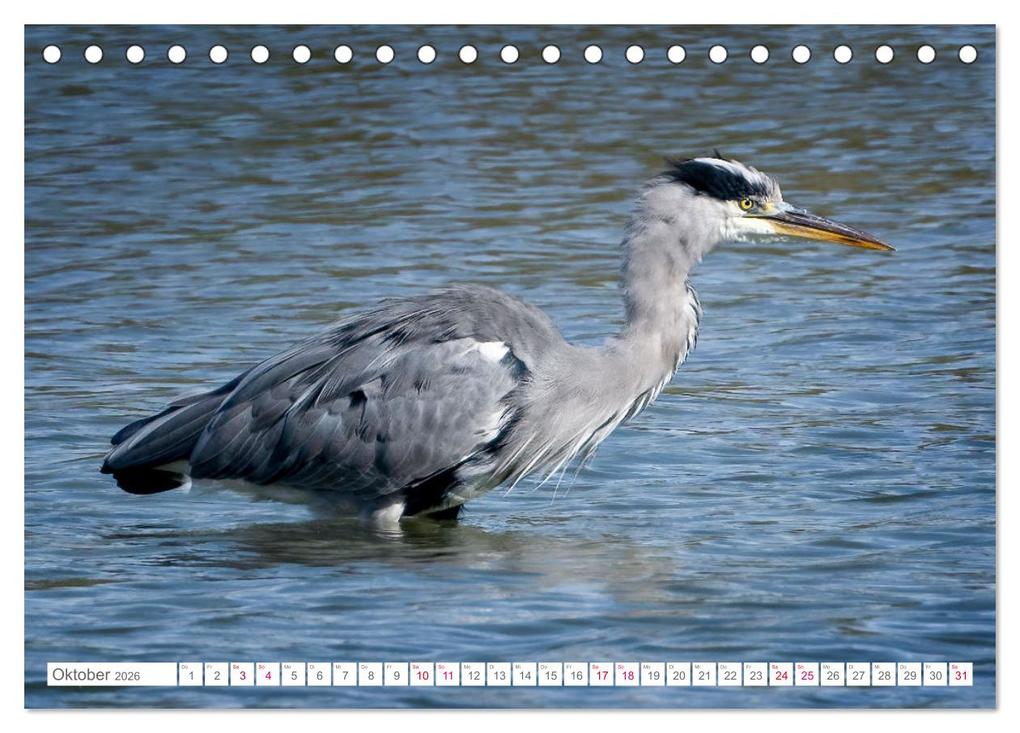 Weitere Ansicht: Vogelwelt am Bodensee 2026 (Tischkalender 2026 DIN A5 quer), CALVENDO Monatskalender | Calvendo, Ralf kaufmann Fotos