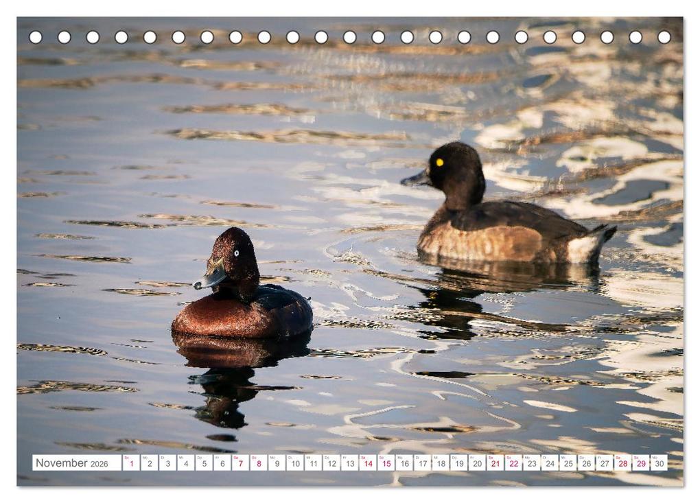 Weitere Ansicht: Vogelwelt am Bodensee 2026 (Tischkalender 2026 DIN A5 quer), CALVENDO Monatskalender | Calvendo, Ralf kaufmann Fotos