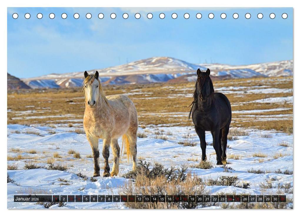 Weitere Ansicht: Pferde - wild und ungezähmt (Tischkalender 2026 DIN A5 quer), CALVENDO Monatskalender | Calvendo, Renate Utz