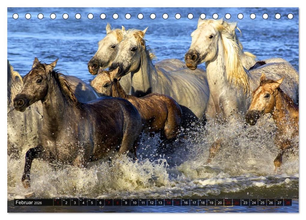 Weitere Ansicht: Pferde - wild und ungezähmt (Tischkalender 2026 DIN A5 quer), CALVENDO Monatskalender | Calvendo, Renate Utz