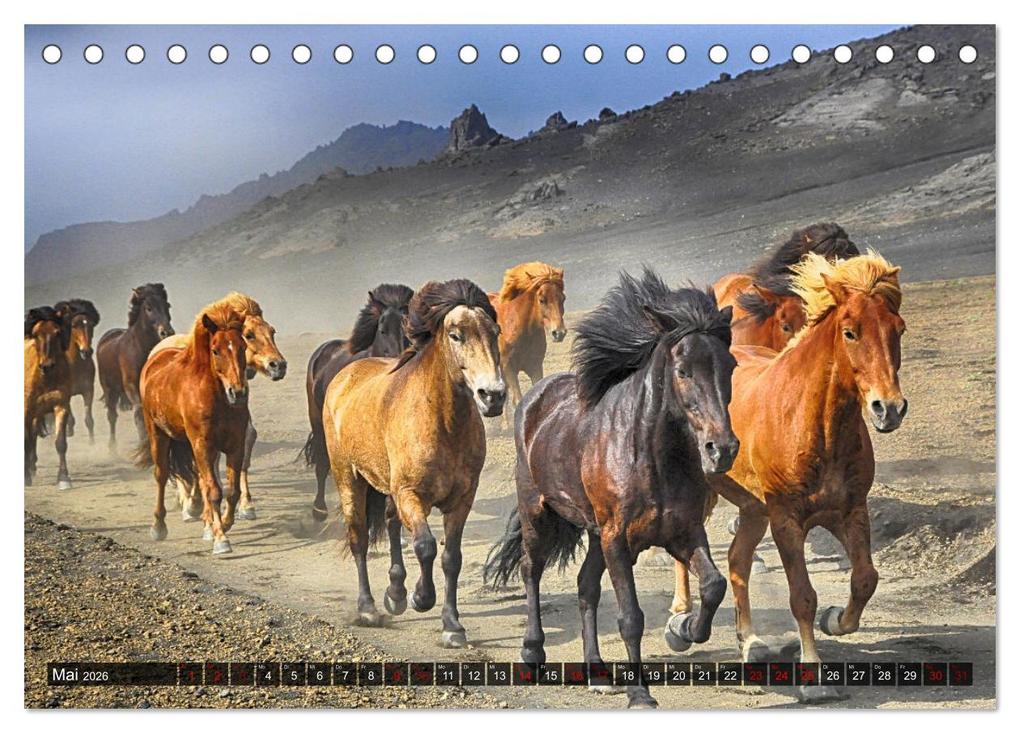 Weitere Ansicht: Pferde - wild und ungezähmt (Tischkalender 2026 DIN A5 quer), CALVENDO Monatskalender | Calvendo, Renate Utz
