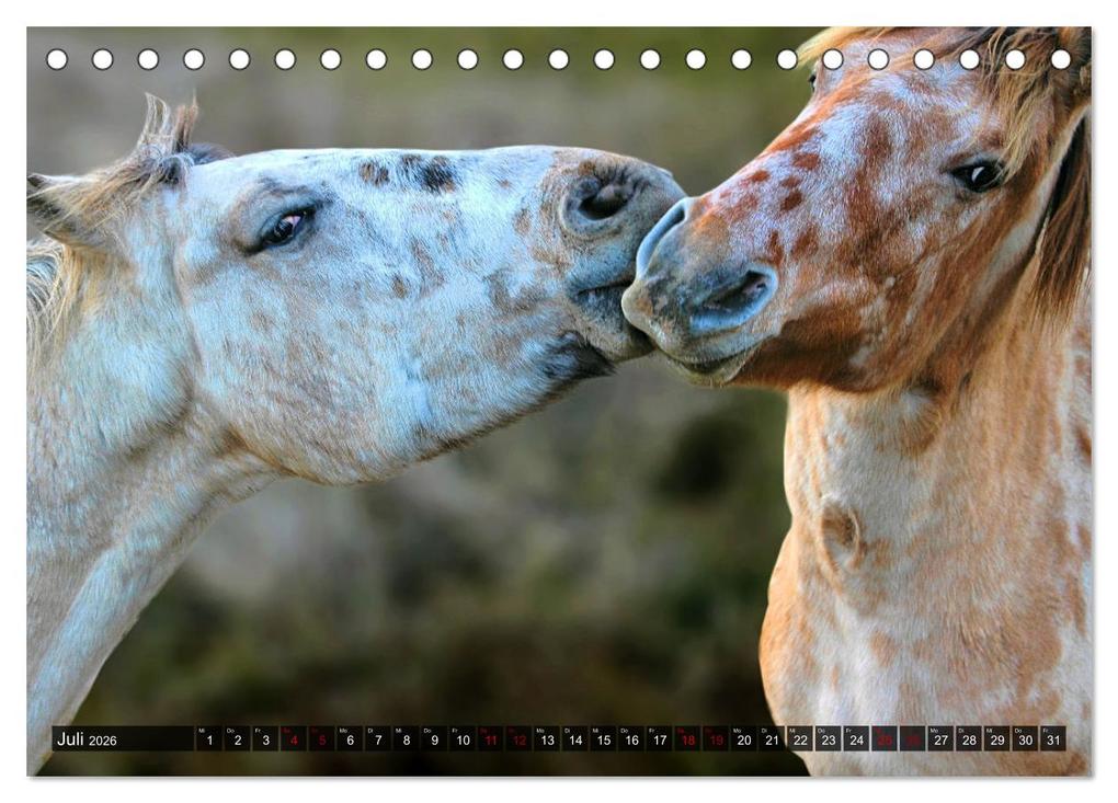 Weitere Ansicht: Pferde - wild und ungezähmt (Tischkalender 2026 DIN A5 quer), CALVENDO Monatskalender | Calvendo, Renate Utz
