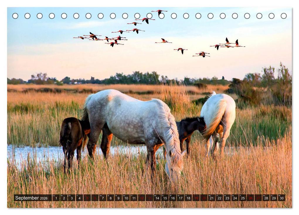 Weitere Ansicht: Pferde - wild und ungezähmt (Tischkalender 2026 DIN A5 quer), CALVENDO Monatskalender | Calvendo, Renate Utz