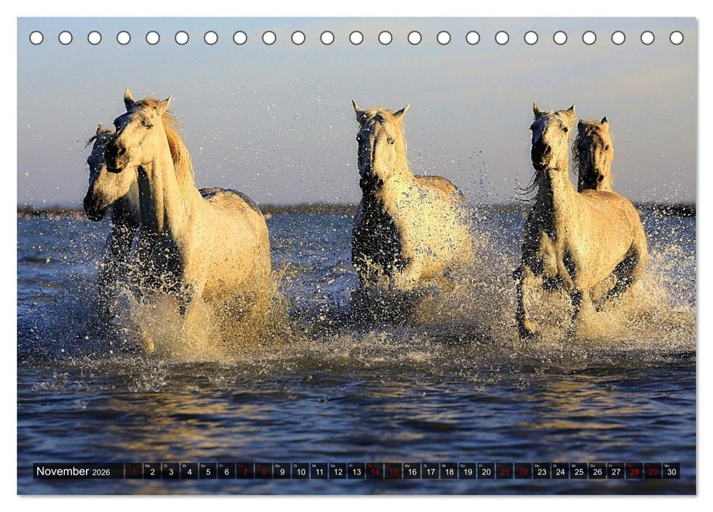 Weitere Ansicht: Pferde - wild und ungezähmt (Tischkalender 2026 DIN A5 quer), CALVENDO Monatskalender | Calvendo, Renate Utz
