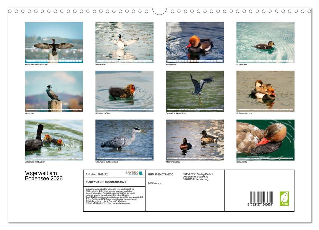 Weitere Ansicht: Vogelwelt am Bodensee 2026 (Wandkalender 2026 DIN A3 quer), CALVENDO Monatskalender | Calvendo, Ralf kaufmann Fotos