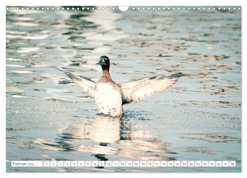 Weitere Ansicht: Vogelwelt am Bodensee 2026 (Wandkalender 2026 DIN A3 quer), CALVENDO Monatskalender | Calvendo, Ralf kaufmann Fotos