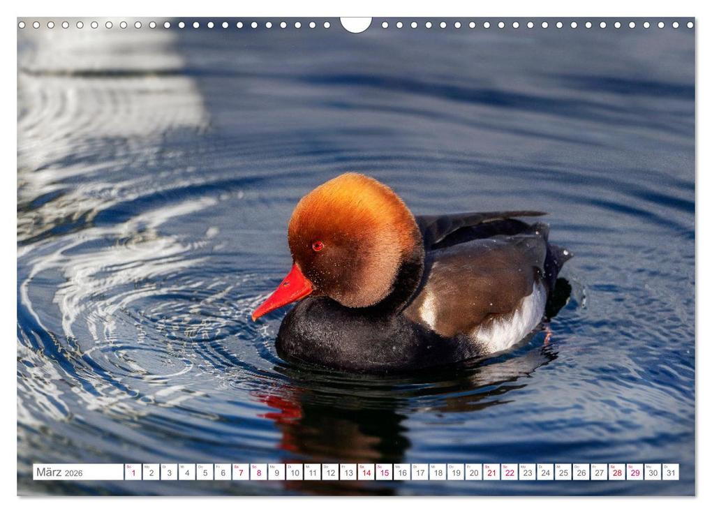 Weitere Ansicht: Vogelwelt am Bodensee 2026 (Wandkalender 2026 DIN A3 quer), CALVENDO Monatskalender | Calvendo, Ralf kaufmann Fotos