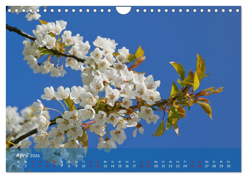 Weitere Ansicht: Altes Land im Wechsel der Jahreszeiten (Wandkalender 2026 DIN A4 quer), CALVENDO Monatskalender | Calvendo, Martina Fornal