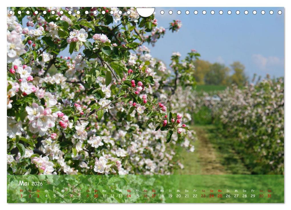 Weitere Ansicht: Altes Land im Wechsel der Jahreszeiten (Wandkalender 2026 DIN A4 quer), CALVENDO Monatskalender | Calvendo, Martina Fornal