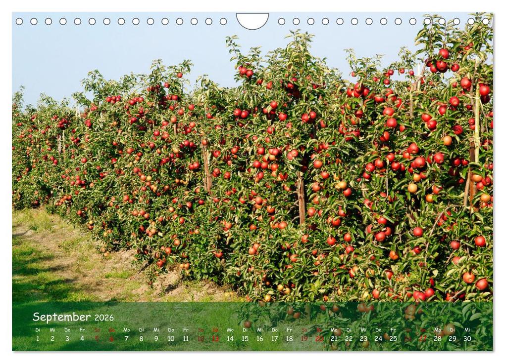 Weitere Ansicht: Altes Land im Wechsel der Jahreszeiten (Wandkalender 2026 DIN A4 quer), CALVENDO Monatskalender | Calvendo, Martina Fornal