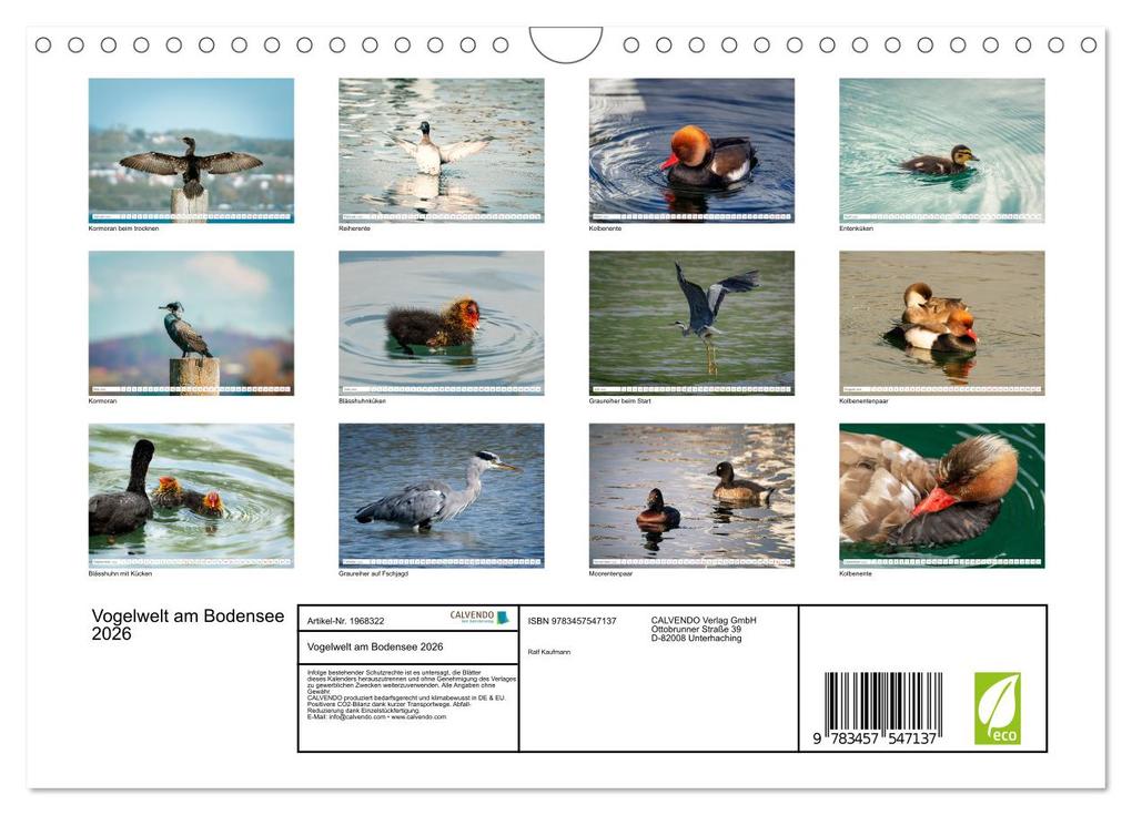 Weitere Ansicht: Vogelwelt am Bodensee 2026 (Wandkalender 2026 DIN A4 quer), CALVENDO Monatskalender | Calvendo, Ralf kaufmann Fotos