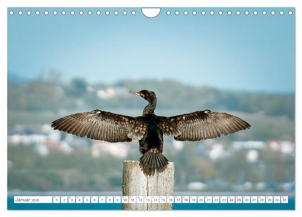 Weitere Ansicht: Vogelwelt am Bodensee 2026 (Wandkalender 2026 DIN A4 quer), CALVENDO Monatskalender | Calvendo, Ralf kaufmann Fotos