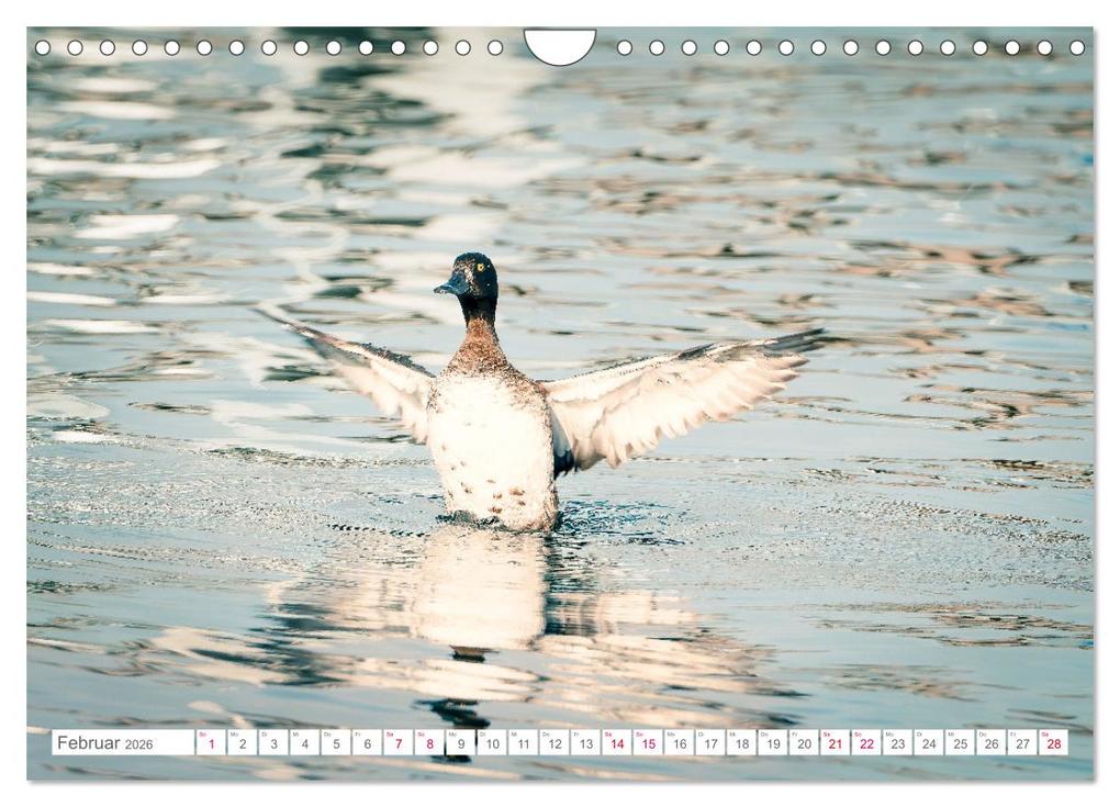 Weitere Ansicht: Vogelwelt am Bodensee 2026 (Wandkalender 2026 DIN A4 quer), CALVENDO Monatskalender | Calvendo, Ralf kaufmann Fotos