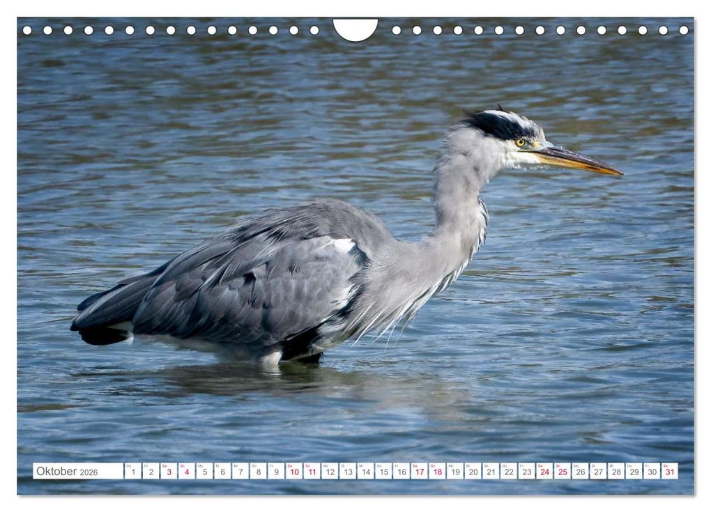 Weitere Ansicht: Vogelwelt am Bodensee 2026 (Wandkalender 2026 DIN A4 quer), CALVENDO Monatskalender | Calvendo, Ralf kaufmann Fotos