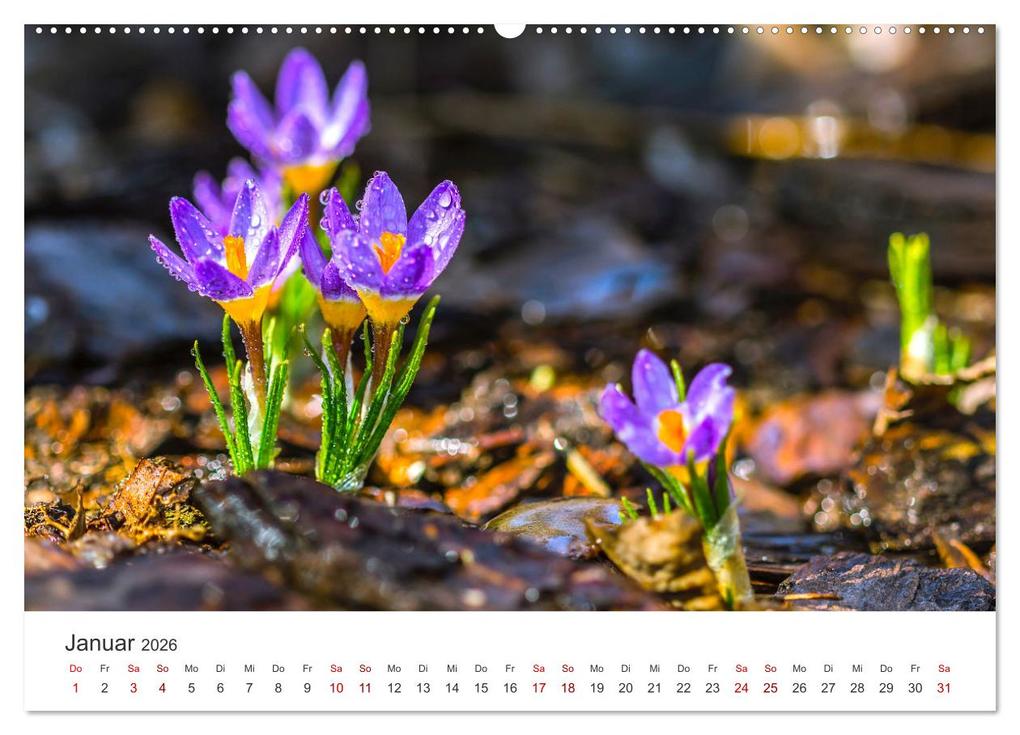 Weitere Ansicht: Die magische Welt der Blumen (Wandkalender 2026 DIN A2 quer), CALVENDO Monatskalender | SF SF, Calvendo, SF