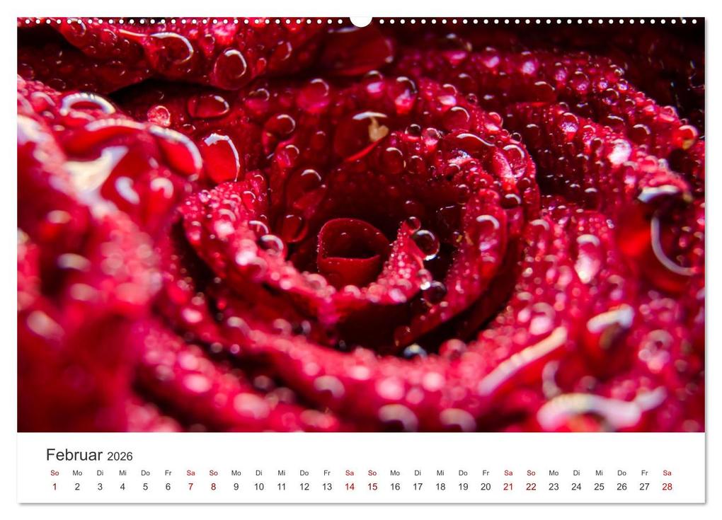 Weitere Ansicht: Die magische Welt der Blumen (Wandkalender 2026 DIN A2 quer), CALVENDO Monatskalender | SF SF, Calvendo, SF