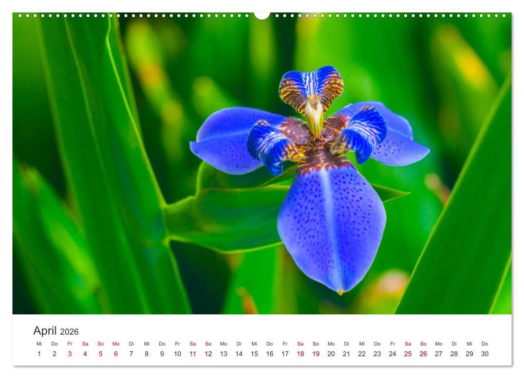 Weitere Ansicht: Die magische Welt der Blumen (Wandkalender 2026 DIN A2 quer), CALVENDO Monatskalender | SF SF, Calvendo, SF