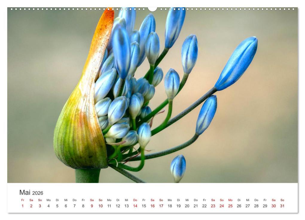 Weitere Ansicht: Die magische Welt der Blumen (Wandkalender 2026 DIN A2 quer), CALVENDO Monatskalender | SF SF, Calvendo, SF