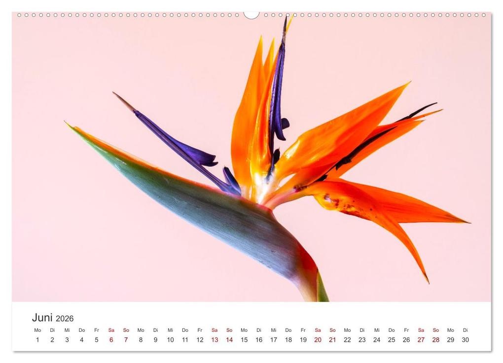 Weitere Ansicht: Die magische Welt der Blumen (Wandkalender 2026 DIN A2 quer), CALVENDO Monatskalender | SF SF, Calvendo, SF