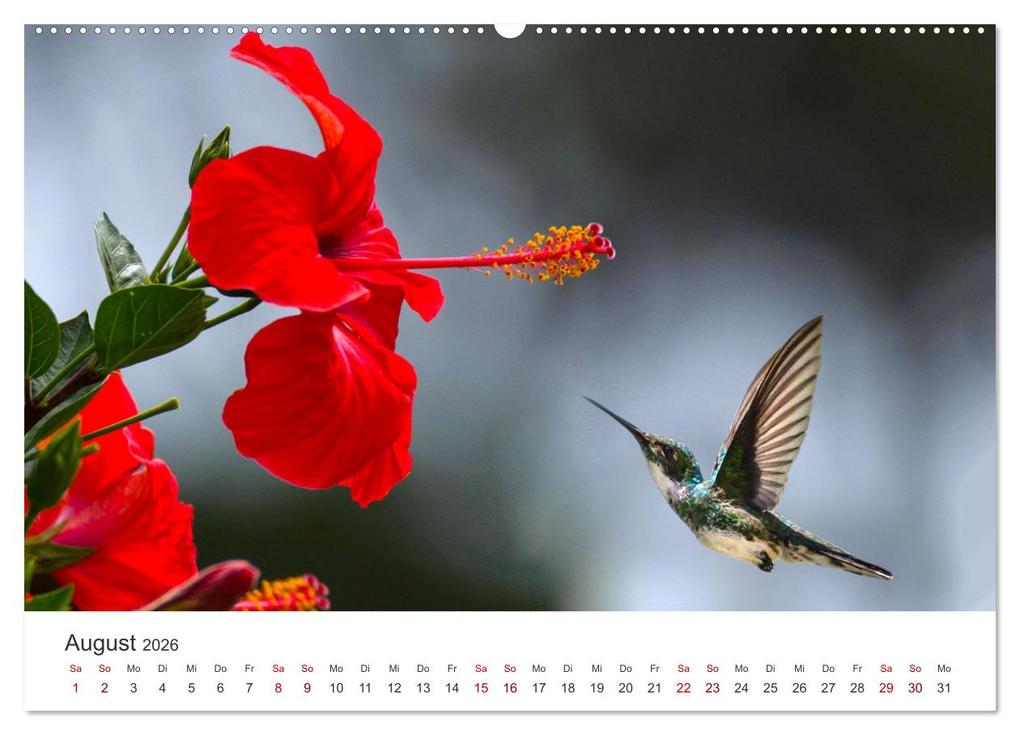 Weitere Ansicht: Die magische Welt der Blumen (Wandkalender 2026 DIN A2 quer), CALVENDO Monatskalender | SF SF, Calvendo, SF