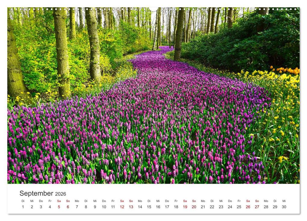 Weitere Ansicht: Die magische Welt der Blumen (Wandkalender 2026 DIN A2 quer), CALVENDO Monatskalender | SF SF, Calvendo, SF