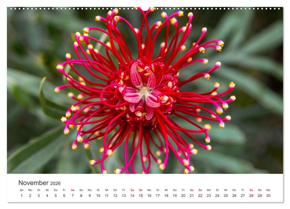 Weitere Ansicht: Die magische Welt der Blumen (Wandkalender 2026 DIN A2 quer), CALVENDO Monatskalender | SF SF, Calvendo, SF