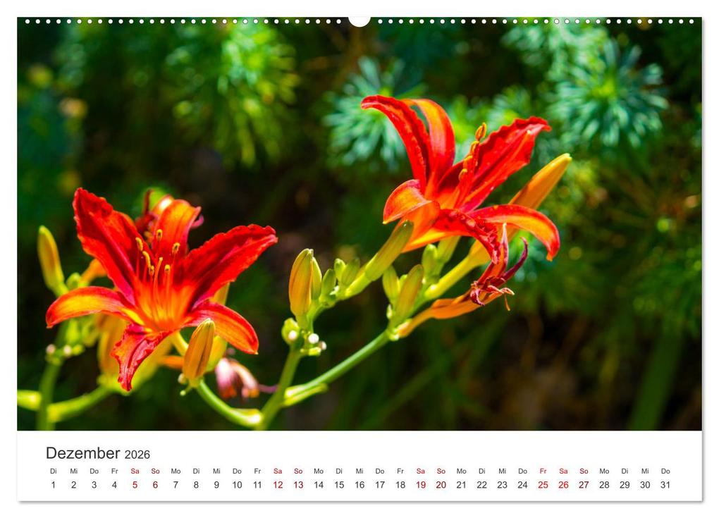 Weitere Ansicht: Die magische Welt der Blumen (Wandkalender 2026 DIN A2 quer), CALVENDO Monatskalender | SF SF, Calvendo, SF