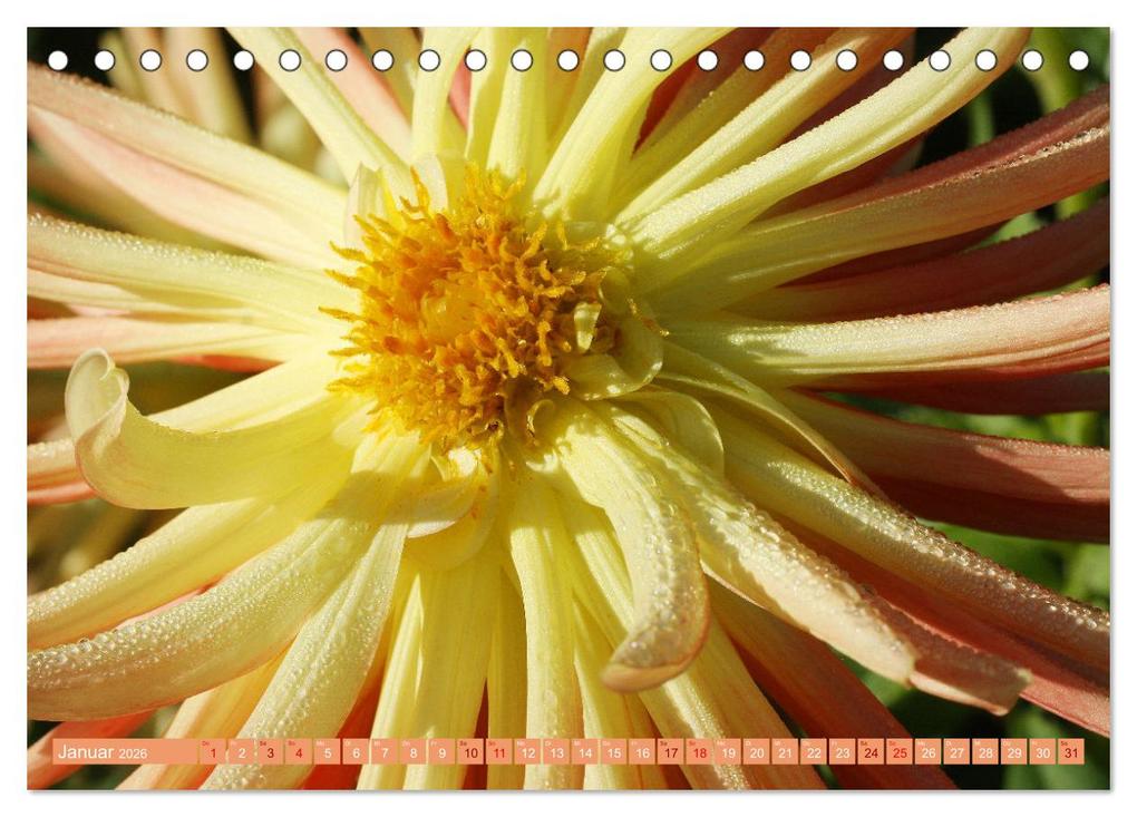 Weitere Ansicht: Dahlienglück (Tischkalender 2026 DIN A5 quer), CALVENDO Monatskalender | Gisela Kruse, Calvendo