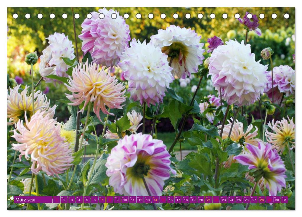Weitere Ansicht: Dahlienglück (Tischkalender 2026 DIN A5 quer), CALVENDO Monatskalender | Gisela Kruse, Calvendo