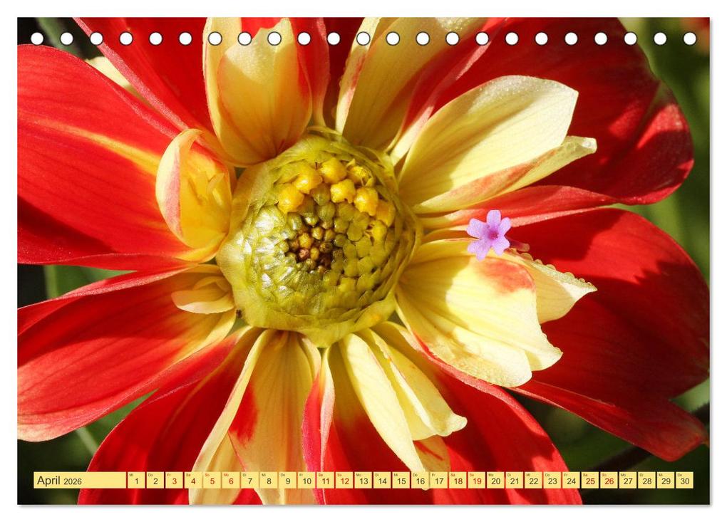 Weitere Ansicht: Dahlienglück (Tischkalender 2026 DIN A5 quer), CALVENDO Monatskalender | Gisela Kruse, Calvendo